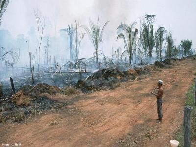 Amazon Deforestation