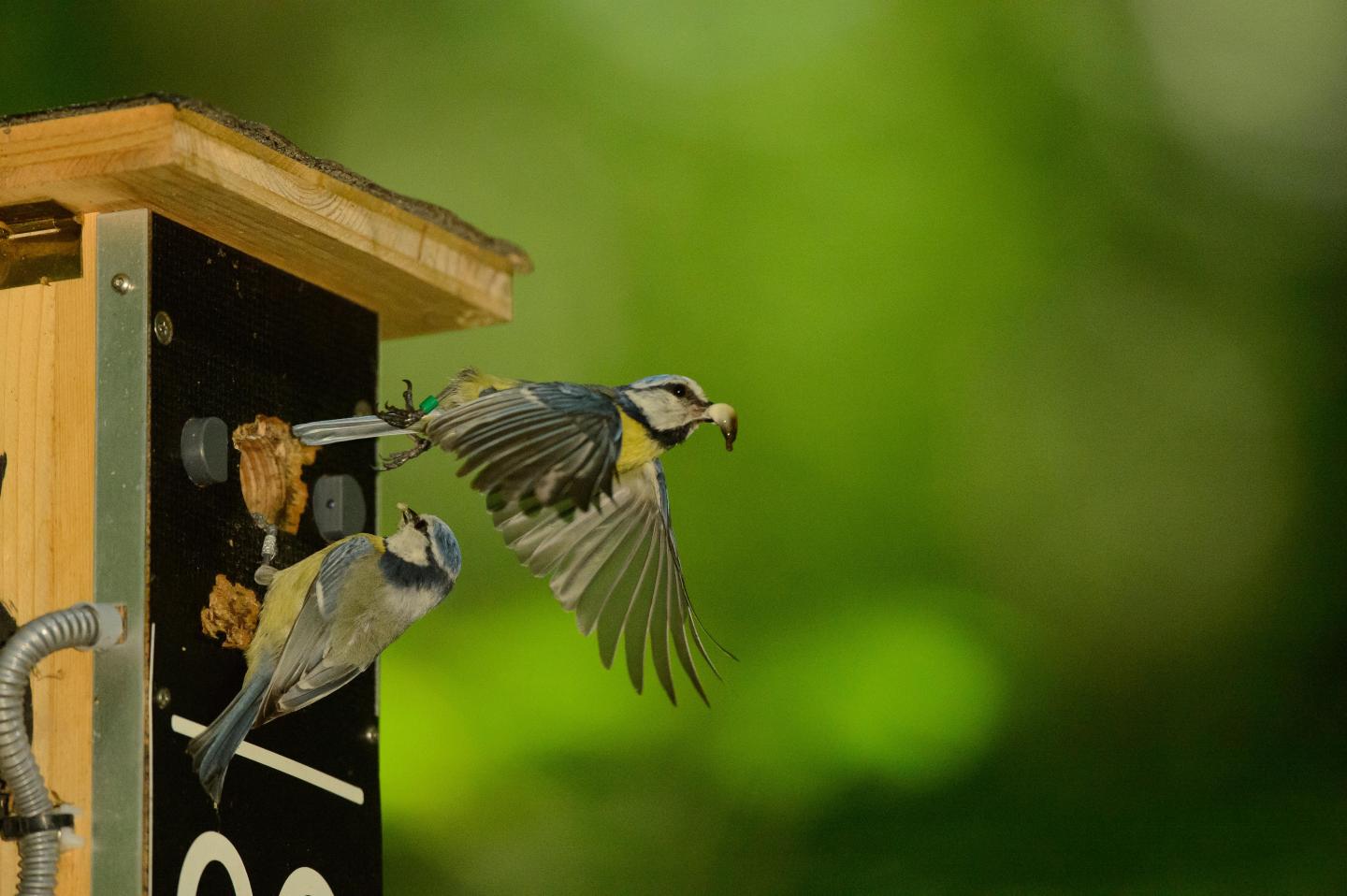 Blue tits