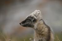 Arctic Fox