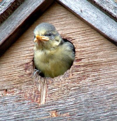 Nestbox