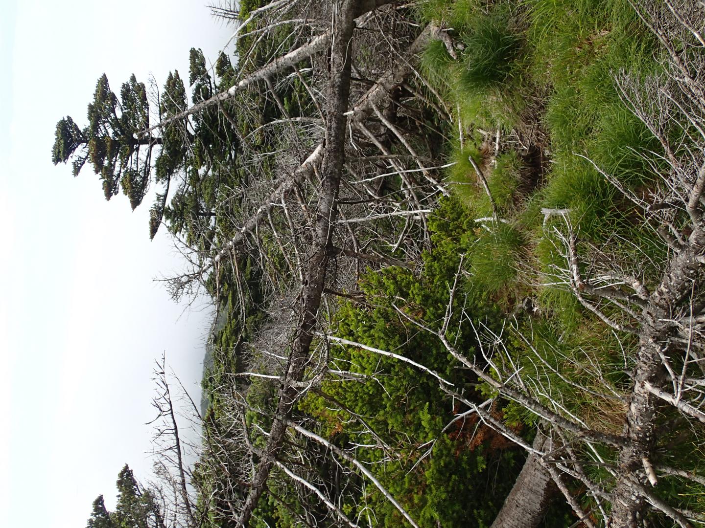 Uprooted Trees in Hallasan National Park, South Korea, after Typhoon Bolaven Struck (3 of 3)