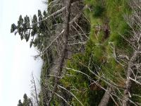 Uprooted Trees in Hallasan National Park, South Korea, after Typhoon Bolaven Struck (3 of 3)