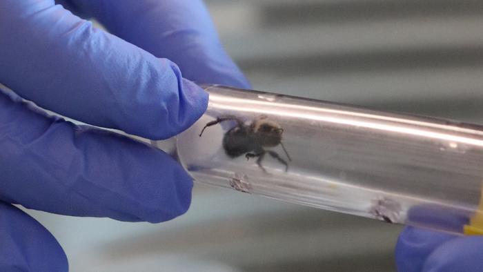 USU ecologists study mutualistic plant-pollinator-microbe interactions