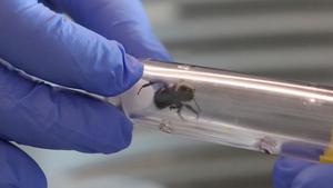 USU ecologists study mutualistic plant-pollinator-microbe interactions