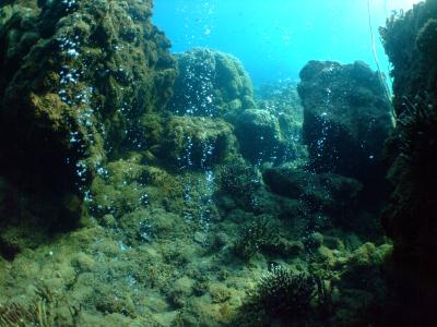 'Champagne Reefs' Illustrate Possible Future of Corals