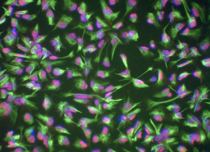 Induced neural stem cells (iNSCs)