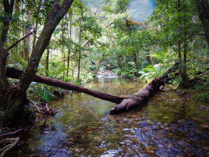 Wet Tropics, Queensland