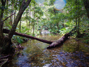 Wet Tropics, Queensland