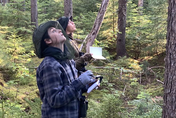Bird researchers looking upward