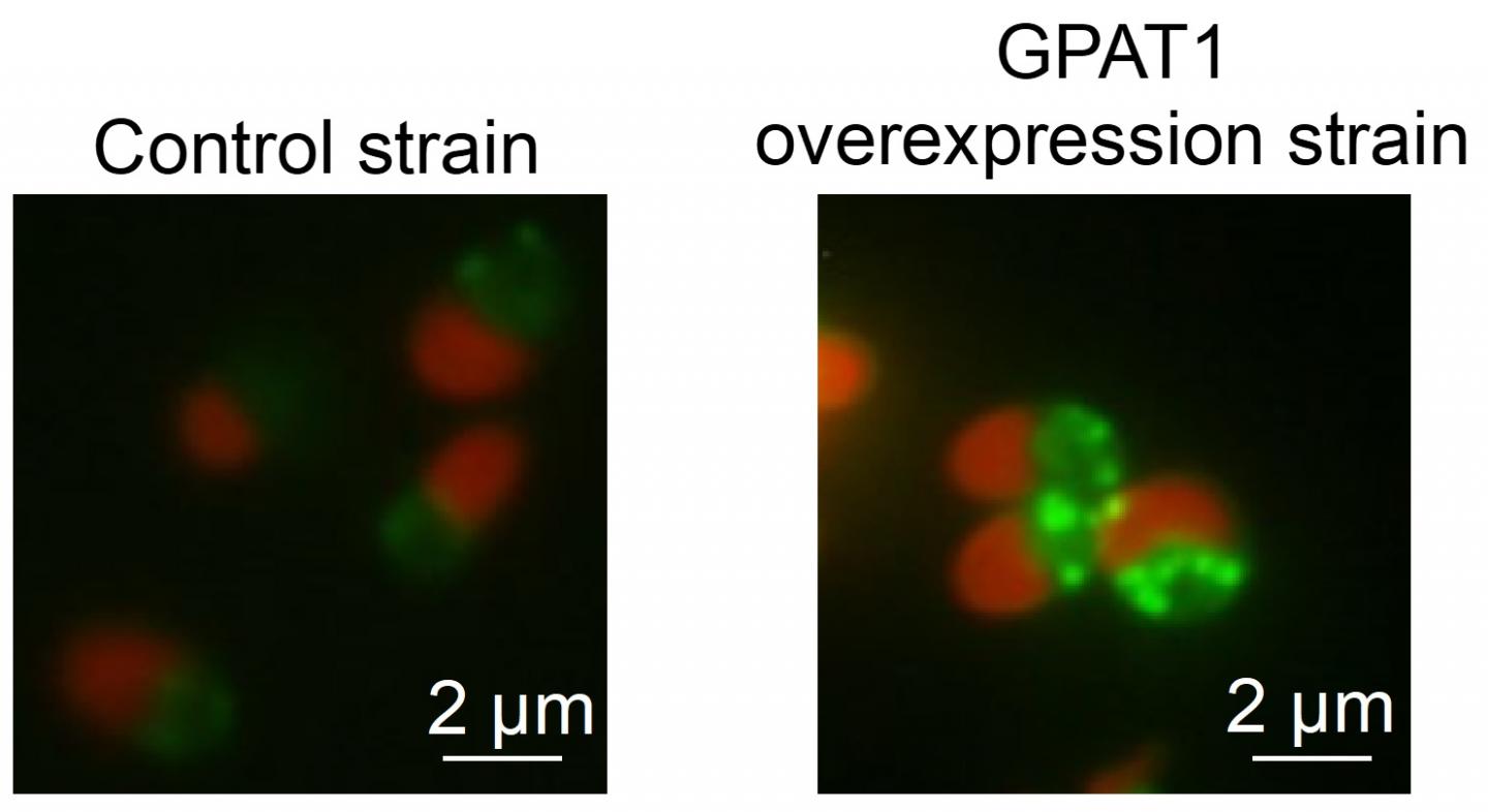 Algal oil accumulation through <em>GPAT1</em> overexpression