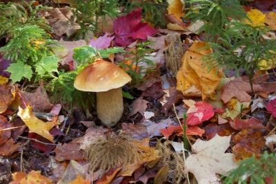 Typical Porcini, Algonquin Provincial Park, Ontario