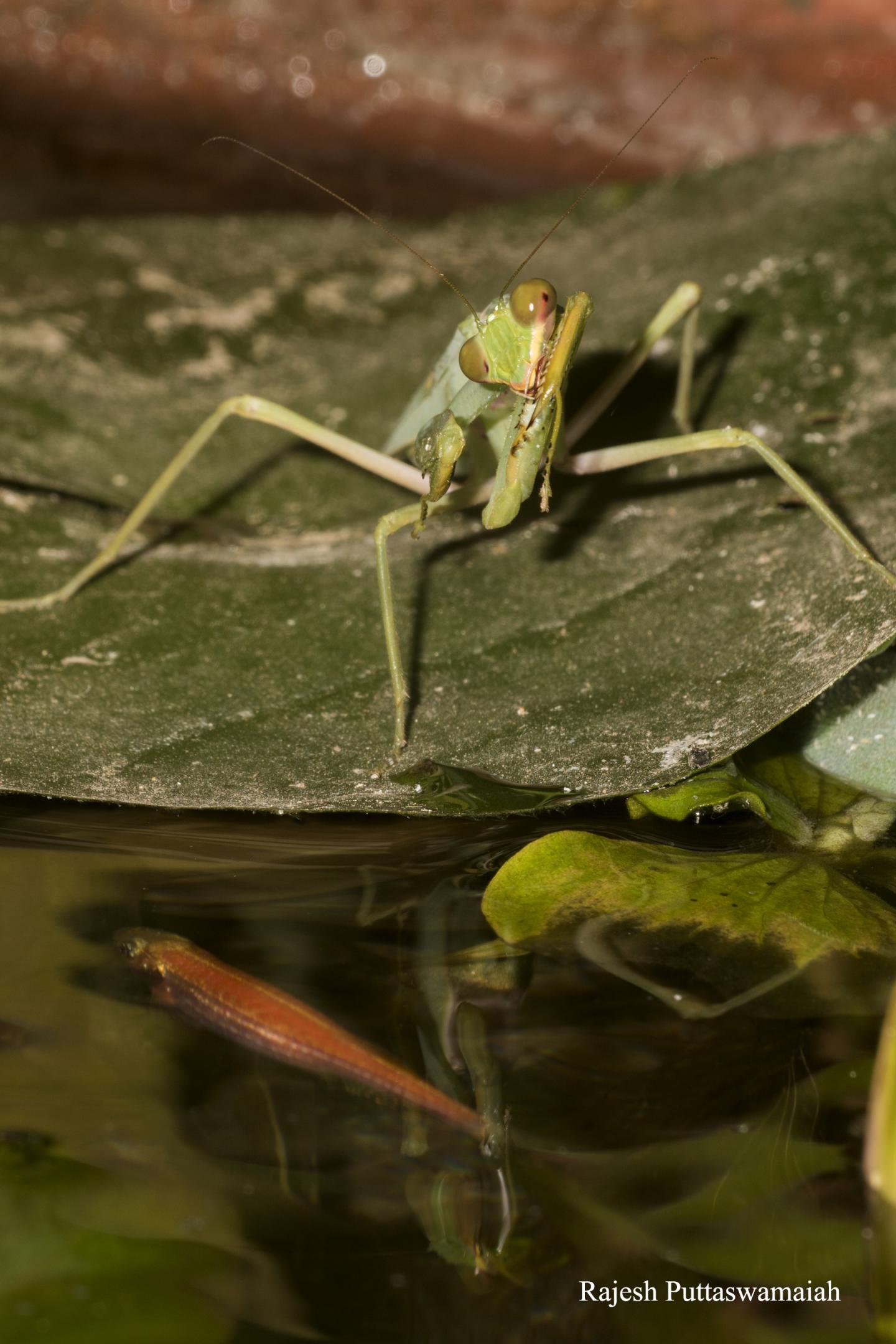The Observed Mantis, <i>Hierodula tenuidentata</i>