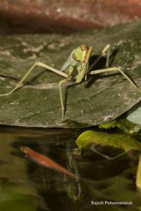 The Observed Mantis, <i>Hierodula tenuidentata</i>