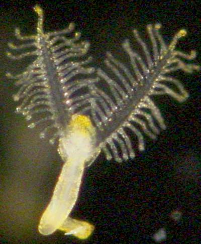 <i>Rhabdopleura compacta</i>