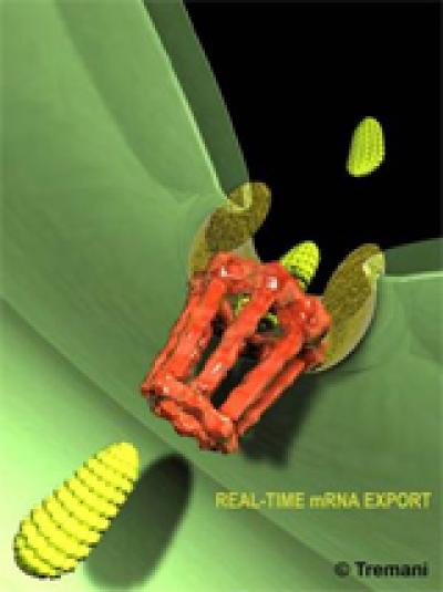 Messenger RNA