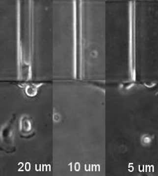 The Deformability of the Cell Nuclei Is a Limiting Factor for Cell Invasion