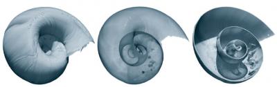 Snail
