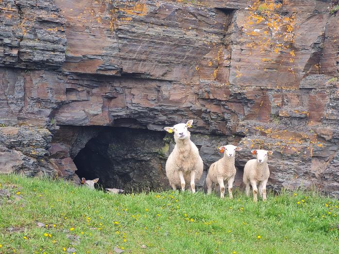 One of the oldest known 3D animal fossils found in Norwegian sheep field
