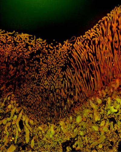 The Regulators of Mosquito Responses (2 of 4)