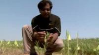$5.4 Million DOE Grant to Further Study on Growing Plants for Biofuel