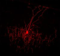 A Single Chandelier Cell 'Hangs' in Cortical Space