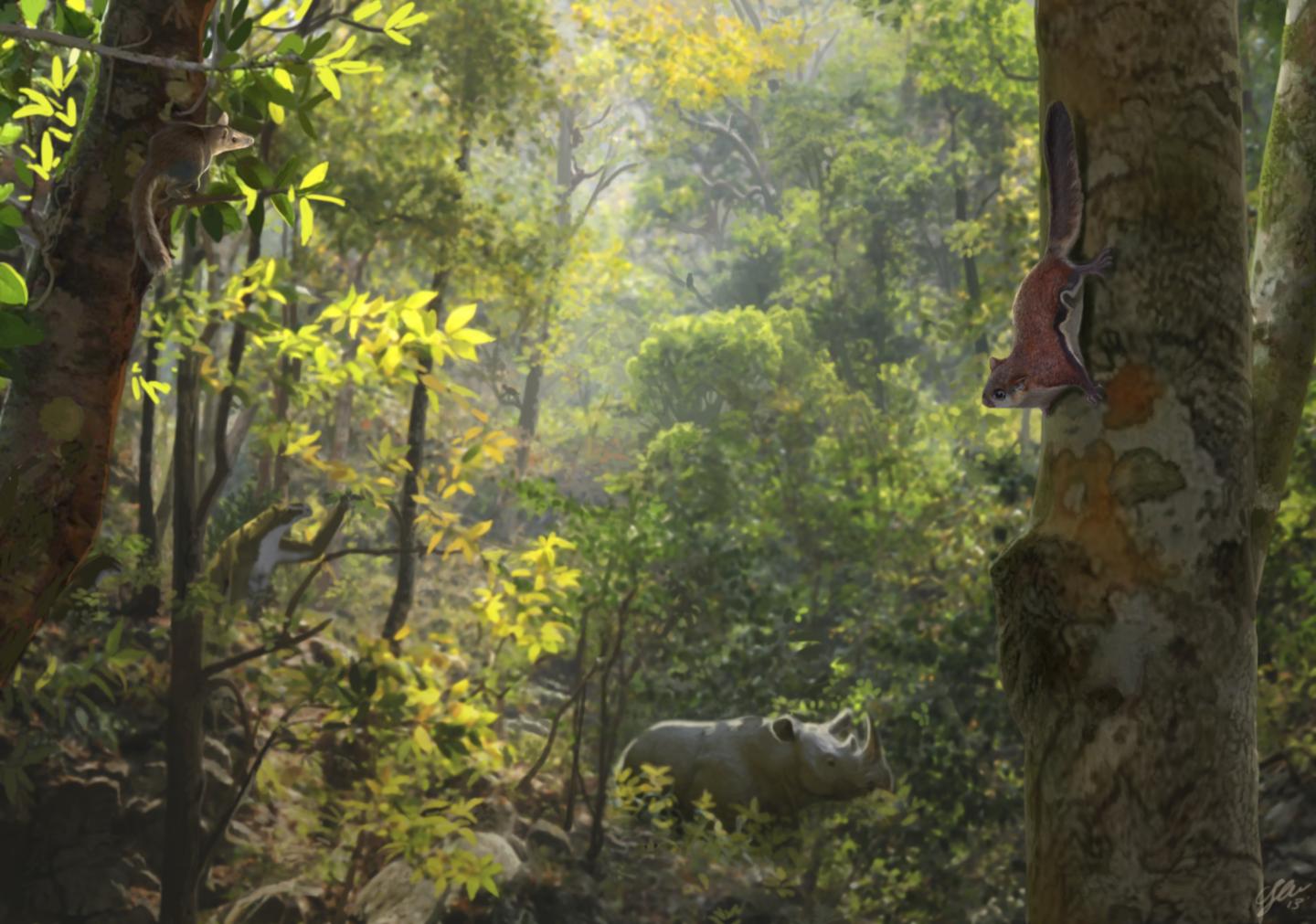 A Flying Squirrel in the Northern Region