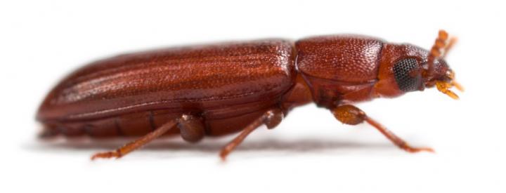 A Reliable Timeline of Insect Evolution (3 of 7)