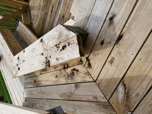 Otter Scat on Latrine