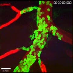Immune Cells in Action