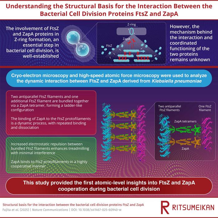Behind the scenes of bacterial cell division: Navigating the complexities of FtsZ and ZapA interaction