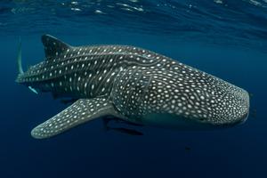 Whale sharks