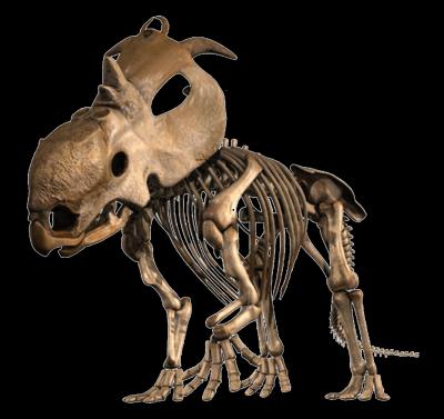 Pachyrhinosaur lakustai