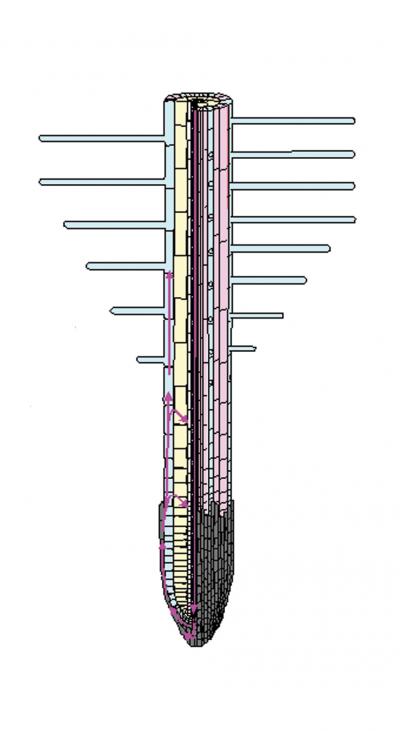 Diagram of a Root