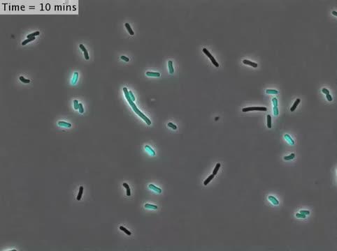 <em>E. coli</em> Cells with Varying Degrees of Antibiotic Resistance