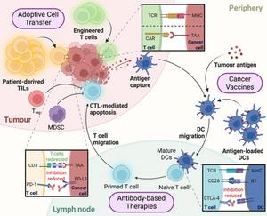 A summary of anti-tumour T cell immunity and how different immunotherapies contribute to this process.