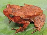 Female <i>Rhinella yunga</i>