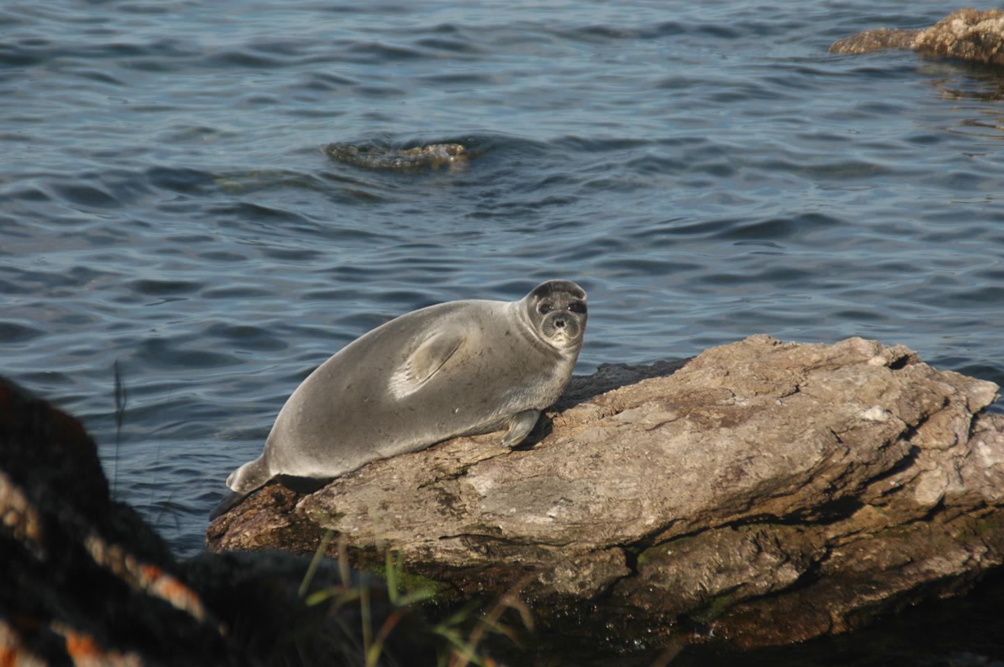 A Baikal seal in Lake Baikal.
