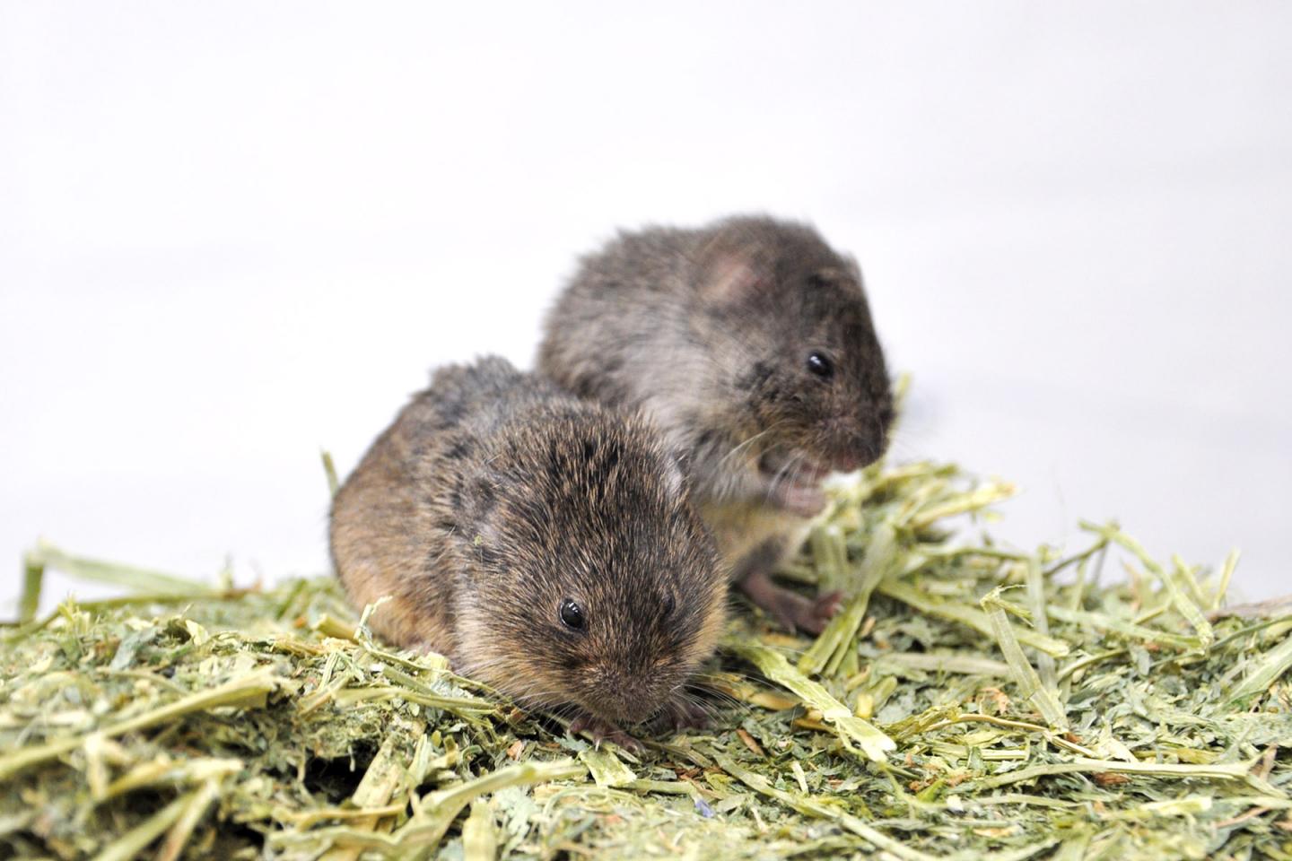 Prairie Vole