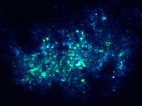 <i>Metallosphaera sedula</i> (2 of3)