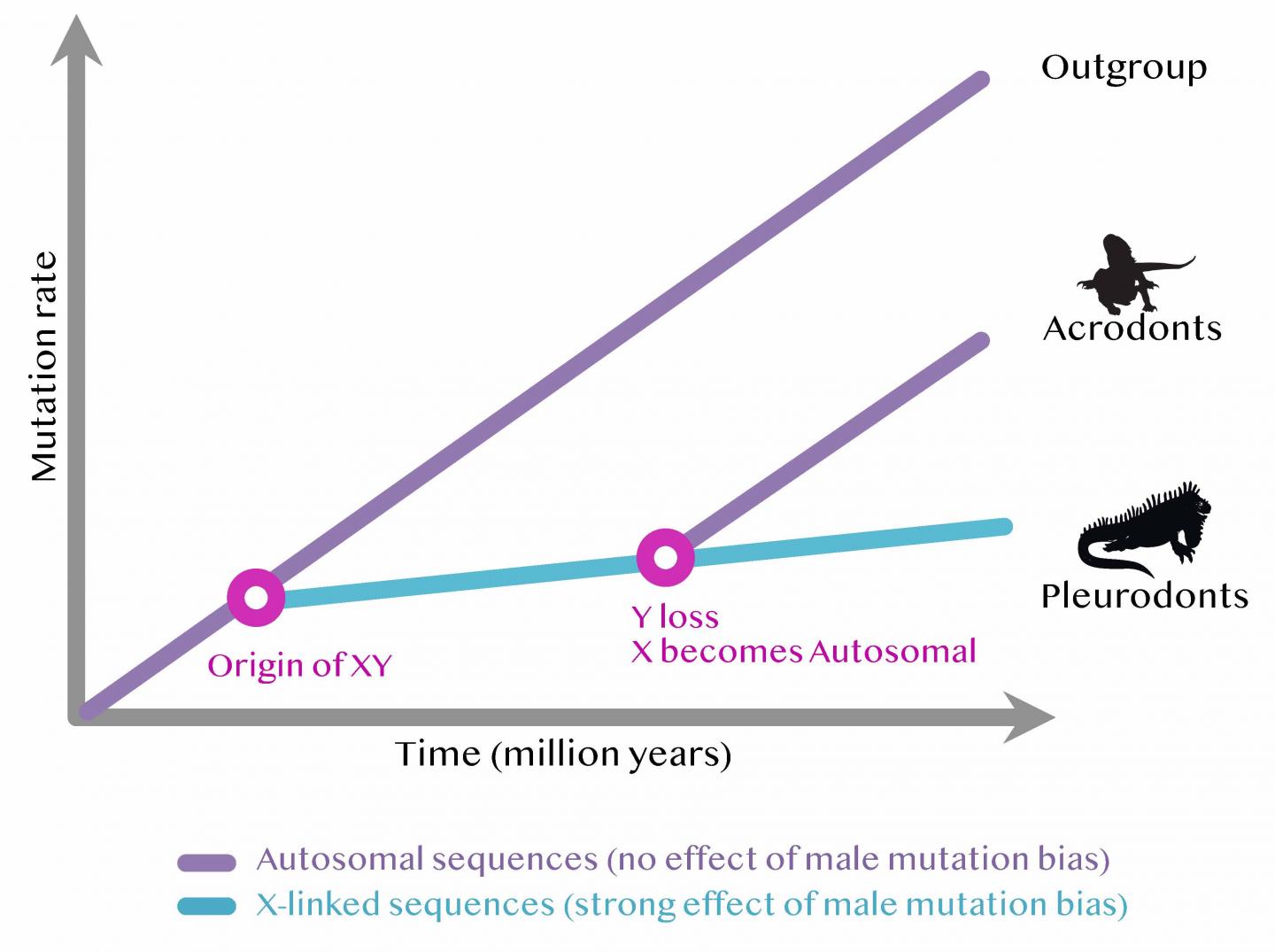 Model of Sex Determination Evolution