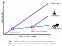 Model of Sex Determination Evolution