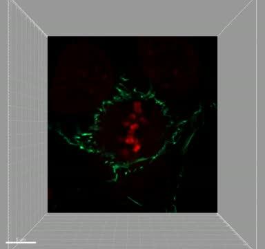 Dividing Cell at Critical Checkpoint