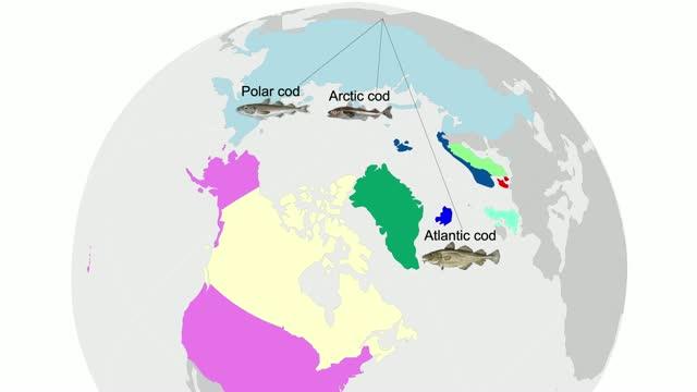 Evolution of Adaptive Cod Species Resembles a Network, Not a Tree (1 of 1)