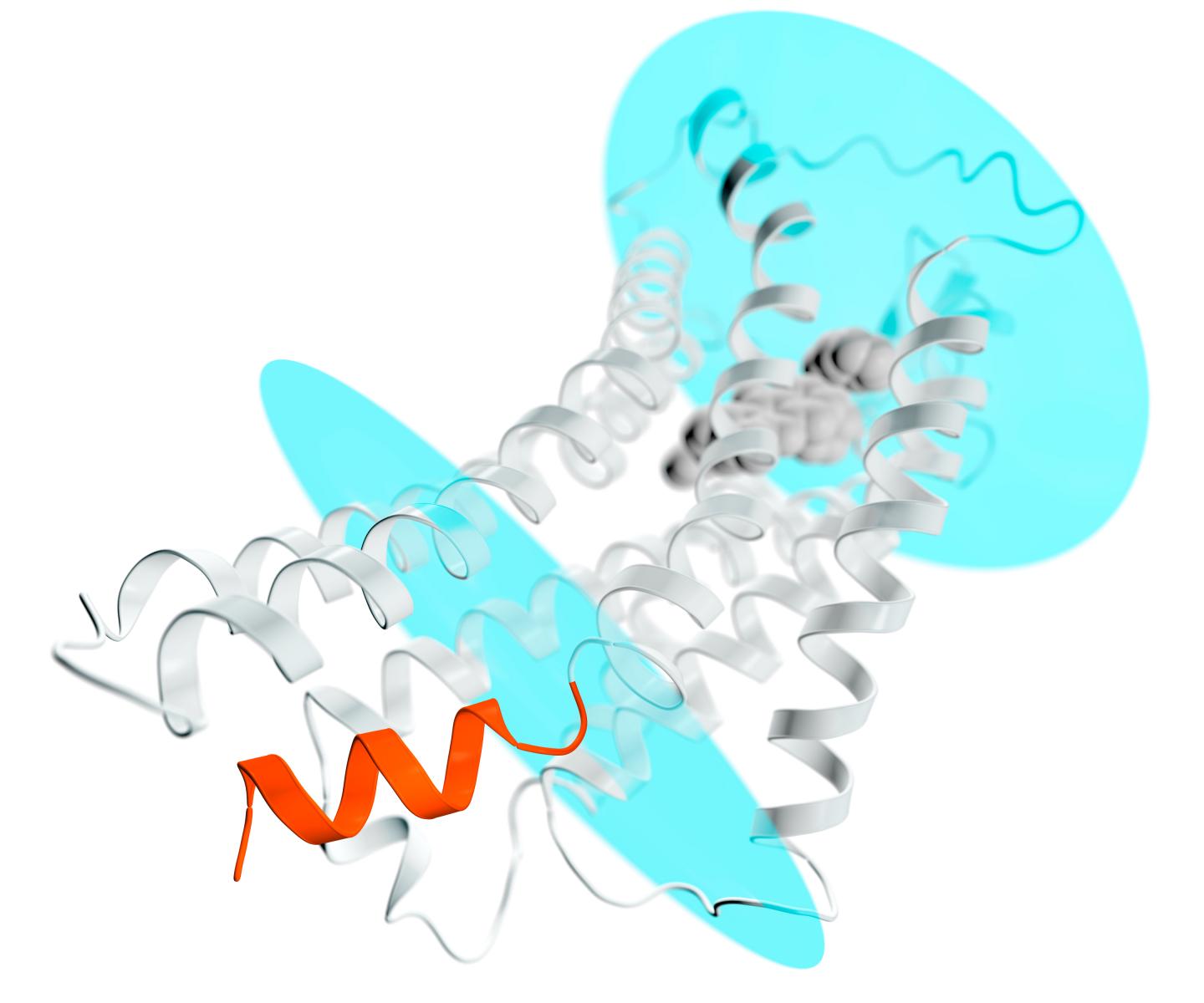 AT2 Receptor Extending through a Cell Membrane