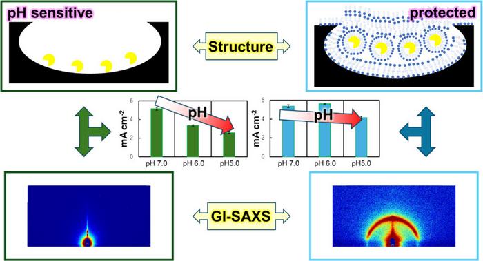 Sucrose monolaurate enhances stability of lactate electrodes in sweat sensors