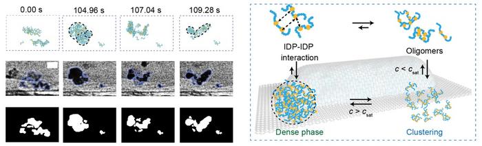 Density Transition of FUS-LCD Visualized by LP-TEM: From Oligomers, Clusters to Dense Phase.