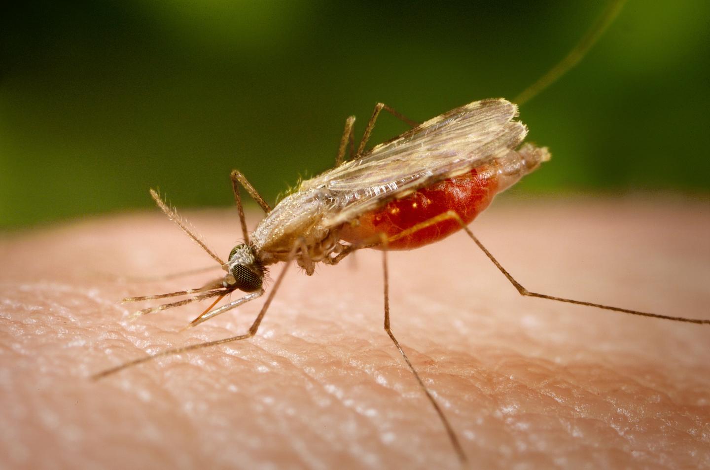 <em>Anopheles</em> Species Mosquito