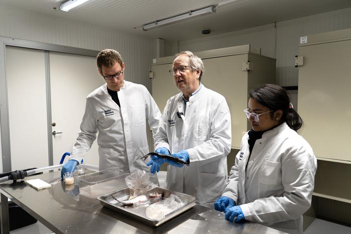 Researchers in the lab with Atlantic herrings
