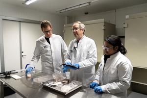 Researchers in the lab with Atlantic herrings