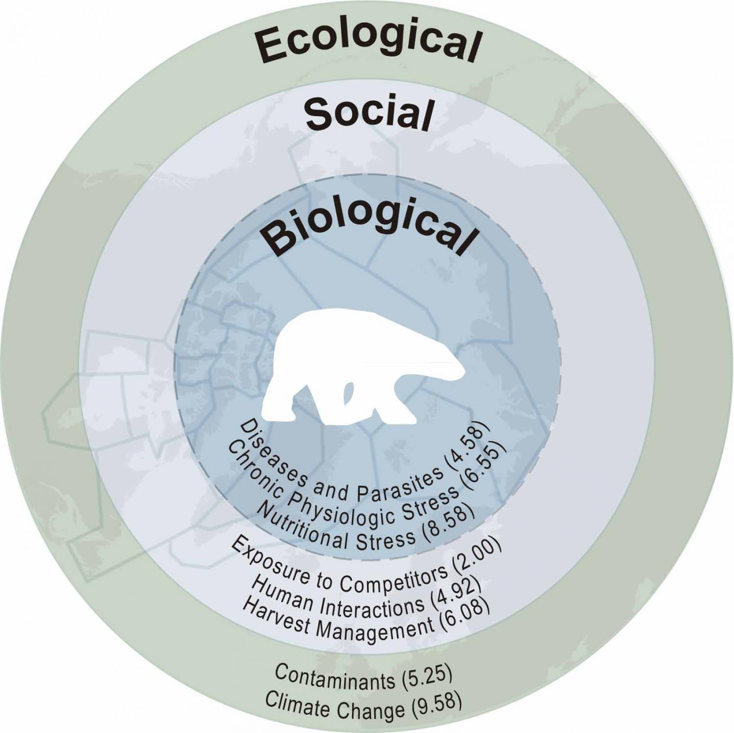 Contaminants also a Threat to Polar Bears